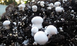 Mushroom Compost